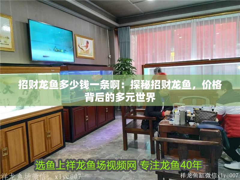 招財龍魚多少錢一條啊：探秘招財龍魚，價格背后的多元世界