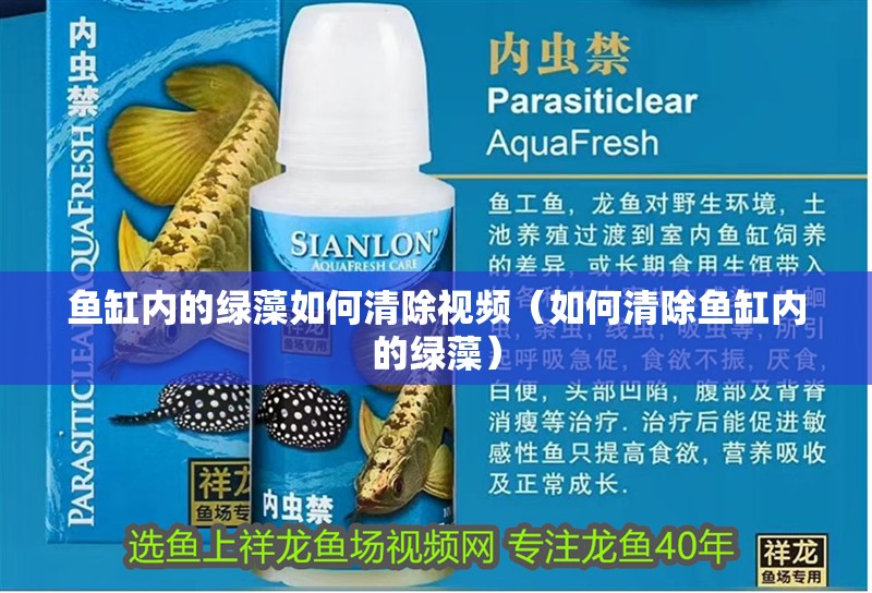 魚缸內(nèi)的綠藻如何清除視頻（如何清除魚缸內(nèi)的綠藻）
