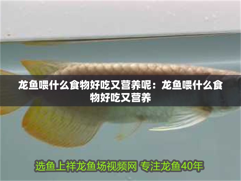 龍魚喂什么食物好吃又營養呢：龍魚喂什么食物好吃又營養