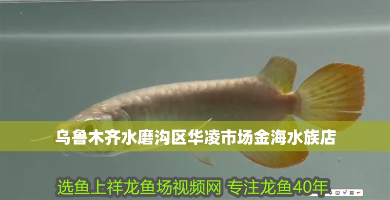 烏魯木齊水磨溝區(qū)華凌市場金海水族店