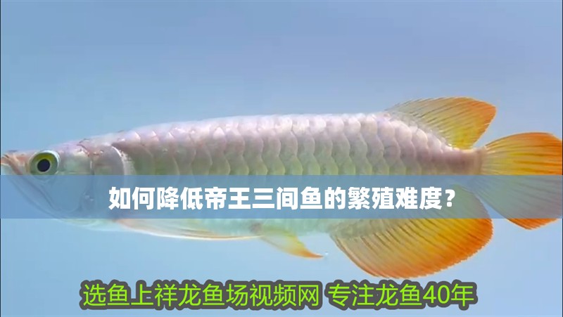 如何降低帝王三間魚的繁殖難度？