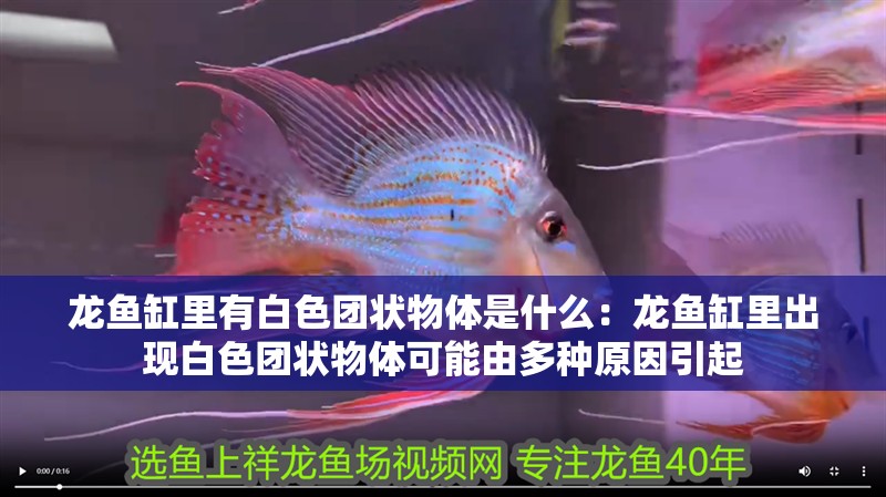 龍魚缸里有白色團狀物體是什么：龍魚缸里出現白色團狀物體可能由多種原因引起