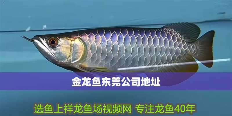 金龍魚東莞公司地址