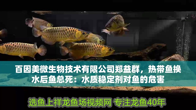 百因美微生物技術(shù)有限公司鄭益群，熱帶魚換水后魚總死：水質(zhì)穩(wěn)定劑對魚的危害