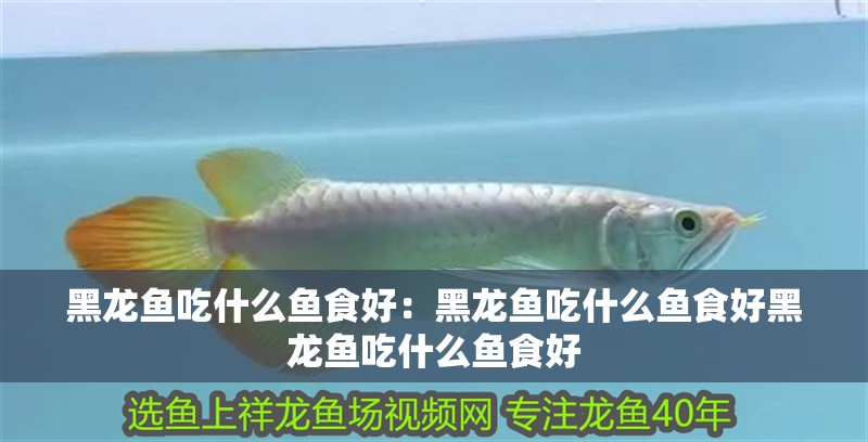 黑龍魚吃什么魚食好：黑龍魚吃什么魚食好黑龍魚吃什么魚食好