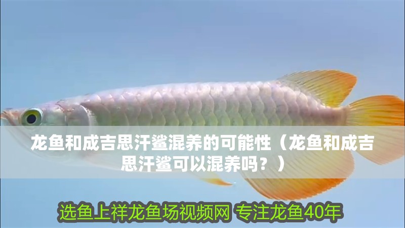 龍魚和成吉思汗鯊混養的可能性（龍魚和成吉思汗鯊可以混養嗎？）
