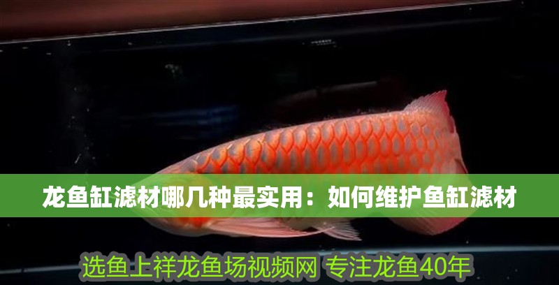 龍魚缸濾材哪幾種最實用：如何維護魚缸濾材