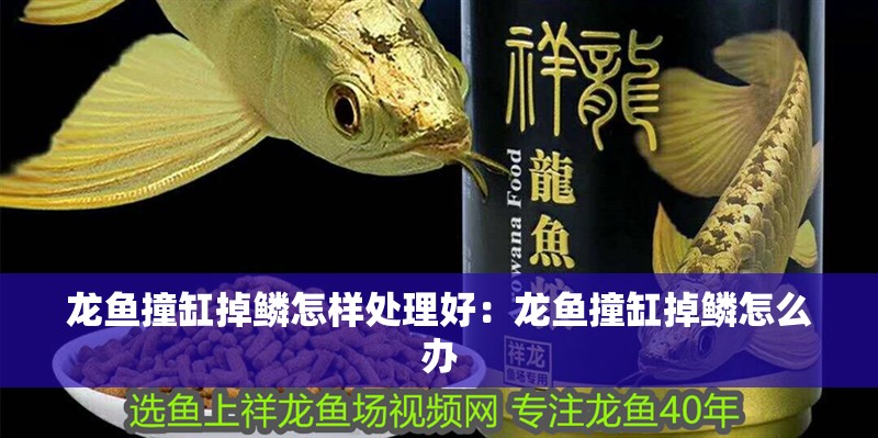 龍魚撞缸掉鱗怎樣處理好：龍魚撞缸掉鱗怎么辦