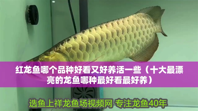 紅龍魚哪個品種好看又好養活一些（十大最漂亮的龍魚哪種最好看最好養）