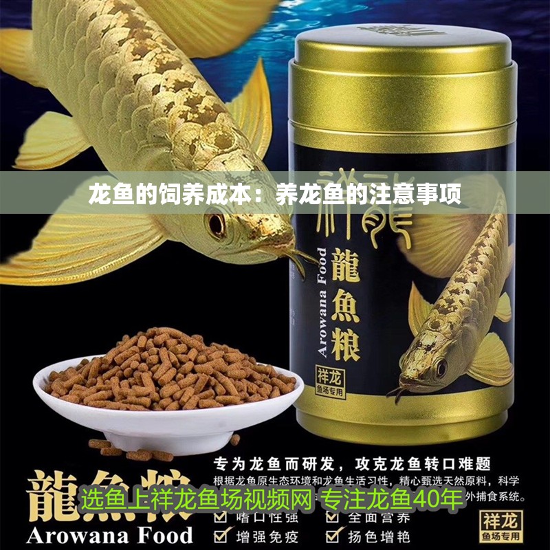 龍魚的飼養成本：養龍魚的注意事項 龍魚的飼養成本：養龍魚的注意事項 龍魚百科