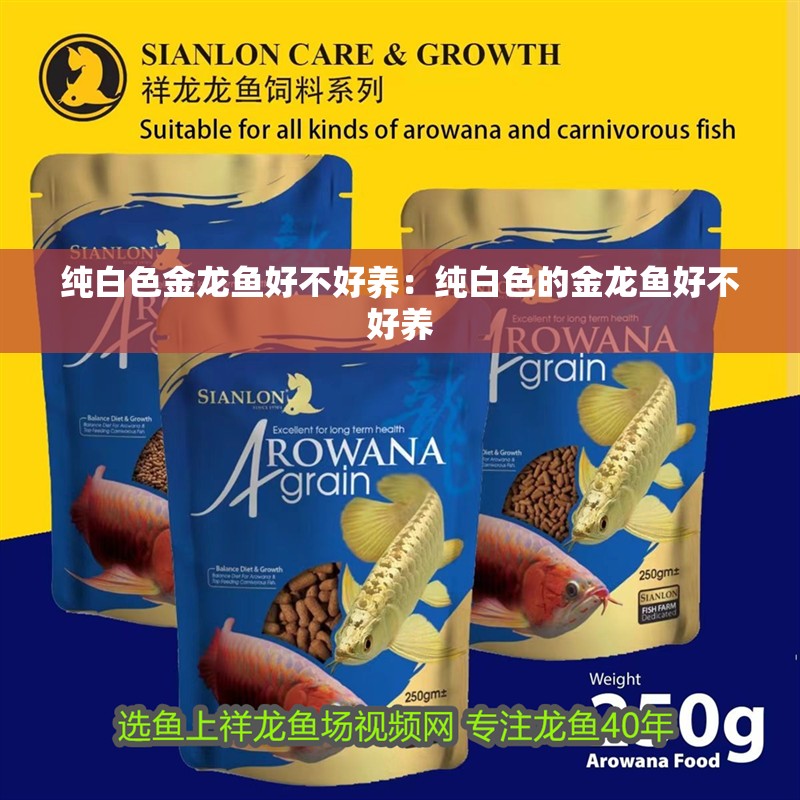 純白色金龍魚好不好養：純白色的金龍魚好不好養 純白色金龍魚好不好養：純白色的金龍魚好不好養 龍魚百科