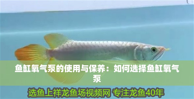 魚缸氧氣泵的使用與保養：如何選擇魚缸氧氣泵