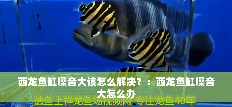 西龍魚缸噪音大該怎么解決？：西龍魚缸噪音大怎么辦 西龍魚缸噪音大該怎么解決？：西龍魚缸噪音大怎么辦 龍魚百科