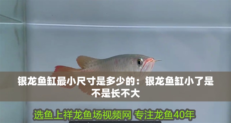 銀龍魚缸最小尺寸是多少的：銀龍魚缸小了是不是長不大 銀龍魚缸最小尺寸是多少的：銀龍魚缸小了是不是長不大 銀龍魚百科