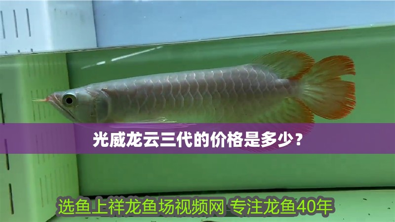 光威龍云三代的價格是多少？