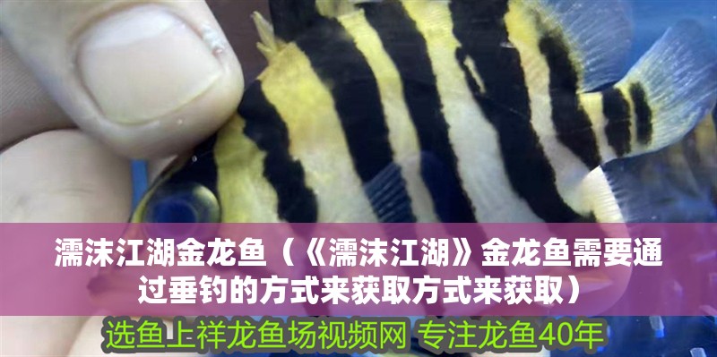 濡沫江湖金龍魚（《濡沫江湖》金龍魚需要通過垂釣的方式來獲取方式來獲取）