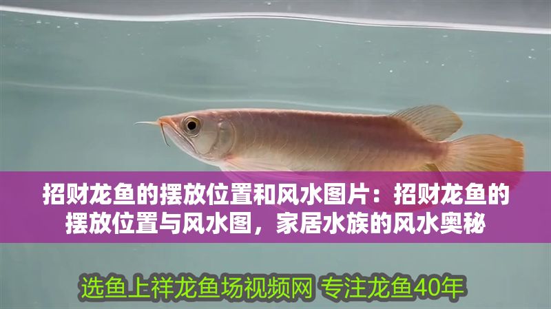 招財龍魚的擺放位置和風水圖片：招財龍魚的擺放位置與風水圖，家居水族的風水奧秘