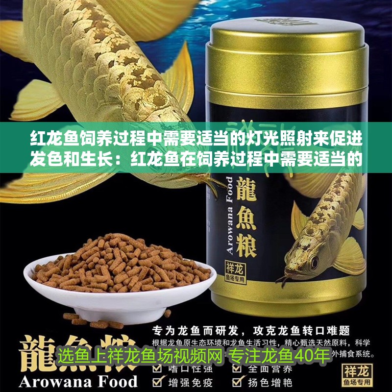 紅龍魚飼養(yǎng)過程中需要適當的燈光照射來促進發(fā)色和生長：紅龍魚在飼養(yǎng)過程中需要適當的燈光照射來促進發(fā)色和生長