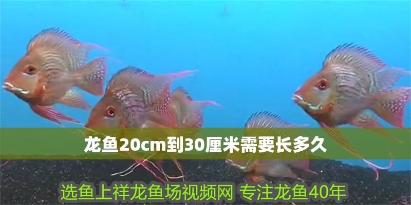 龍魚20cm到30厘米需要長多久