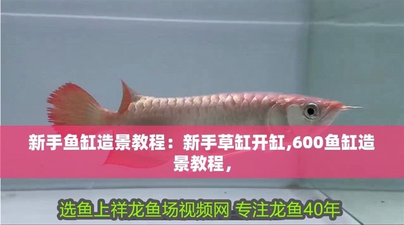 新手魚缸造景教程：新手草缸開缸,600魚缸造景教程，