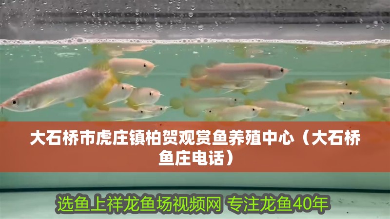 大石橋市虎莊鎮柏賀觀賞魚養殖中心（大石橋魚莊電話）