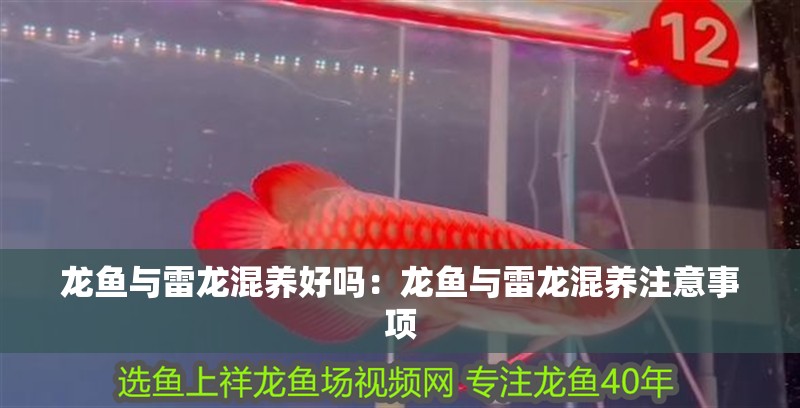 魚缸過濾器選購指南:自制魚缸過濾器魚缸上置過濾器對于養魚愛好者的必備知識 龍魚與雷龍混養好嗎:龍魚與雷龍混養注意事項 龍魚百科 龍魚與雷龍混養好嗎:龍魚與雷龍混養注意事項 龍魚與雷龍混養好嗎:龍魚與雷龍混養注意事項 龍魚百科