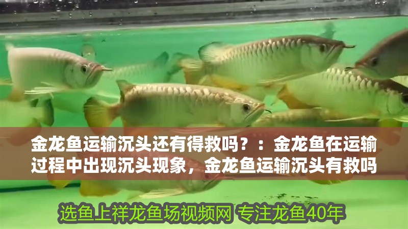 金龍魚運輸沉頭還有得救嗎？：金龍魚在運輸過程中出現沉頭現象，金龍魚運輸沉頭有救嗎