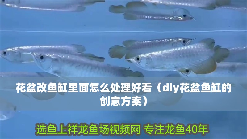 花盆改魚缸里面怎么處理好看（diy花盆魚缸的創意方案）
