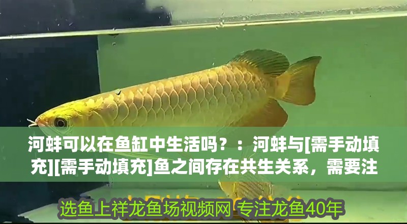 河蚌可以在魚缸中生活嗎？：河蚌與[需手動填充][需手動填充]魚之間存在共生關系，需要注意水質的維護和處理