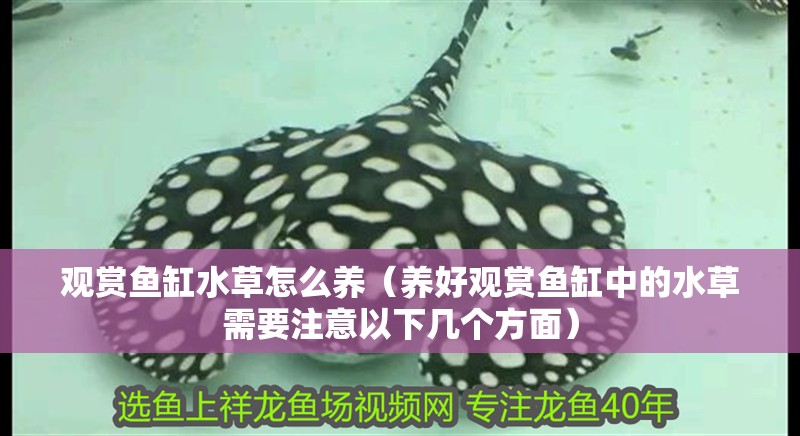 觀賞魚缸水草怎么養(yǎng)（養(yǎng)好觀賞魚缸中的水草需要注意以下幾個(gè)方面）