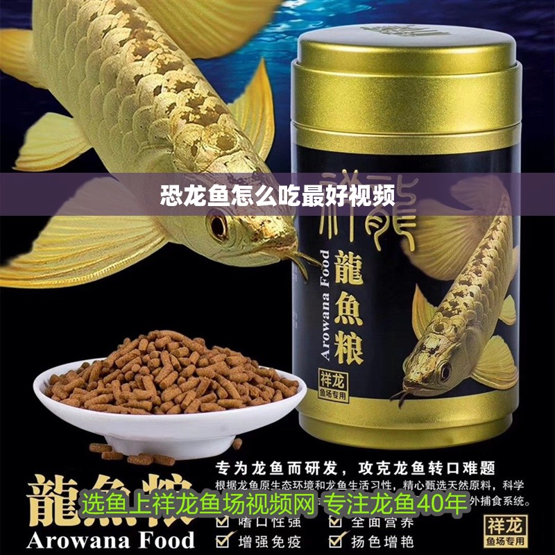 恐龍魚(yú)怎么吃最好視頻