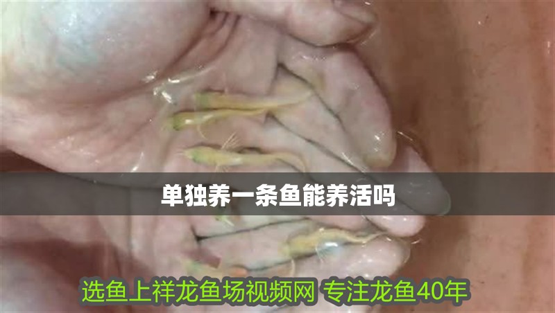 單獨養(yǎng)一條魚能養(yǎng)活嗎