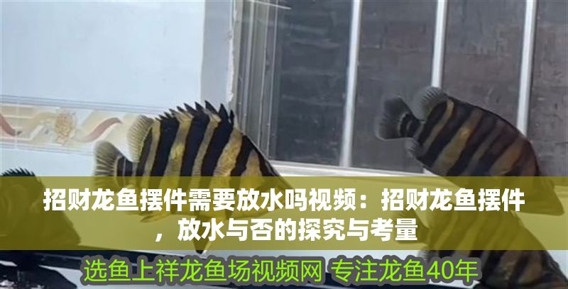 招財龍魚擺件需要放水嗎視頻：招財龍魚擺件，放水與否的探究與考量