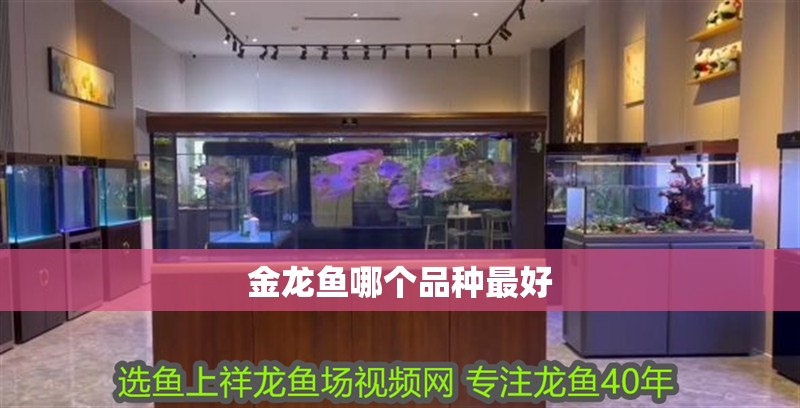 金龍魚哪個品種最好