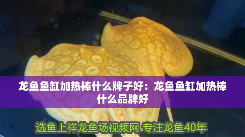 龍魚(yú)魚(yú)缸加熱棒什么牌子好：龍魚(yú)魚(yú)缸加熱棒什么品牌好 龍魚(yú)魚(yú)缸加熱棒什么牌子好：龍魚(yú)魚(yú)缸加熱棒什么品牌好 龍魚(yú)百科