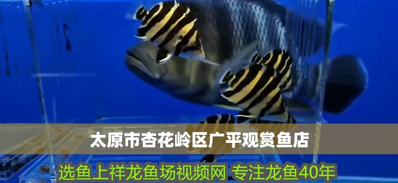 太原市杏花嶺區廣平觀賞魚店