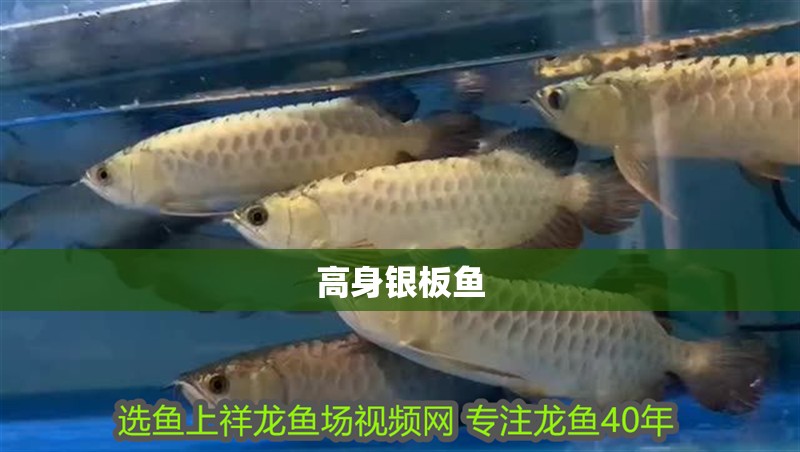 高身銀板魚 高身銀板魚 龍魚論壇