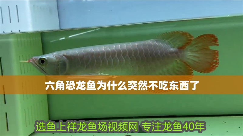 六角恐龍魚為什么突然不吃東西了 六角恐龍魚為什么突然不吃東西了 龍魚百科