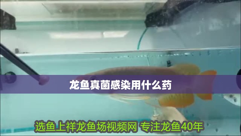龍魚真菌感染用什么藥