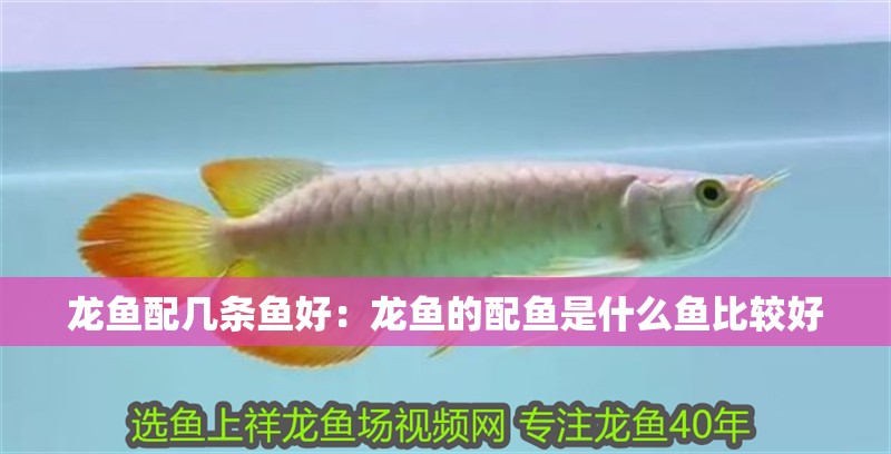 龍魚配幾條魚好：龍魚的配魚是什么魚比較好