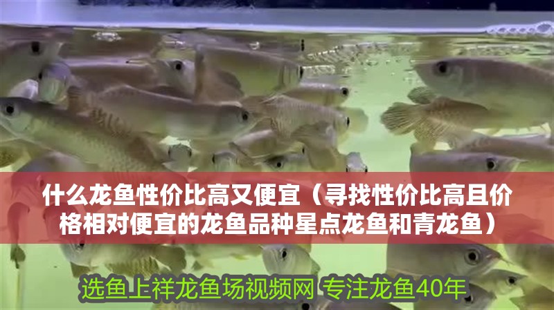 什么龍魚(yú)性?xún)r(jià)比高又便宜（尋找性?xún)r(jià)比高且價(jià)格相對(duì)便宜的龍魚(yú)品種星點(diǎn)龍魚(yú)和青龍魚(yú)） 什么龍魚(yú)性?xún)r(jià)比高又便宜（尋找性?xún)r(jià)比高且價(jià)格相對(duì)便宜的龍魚(yú)品種星點(diǎn)龍魚(yú)和青龍魚(yú)） 龍魚(yú)百科
