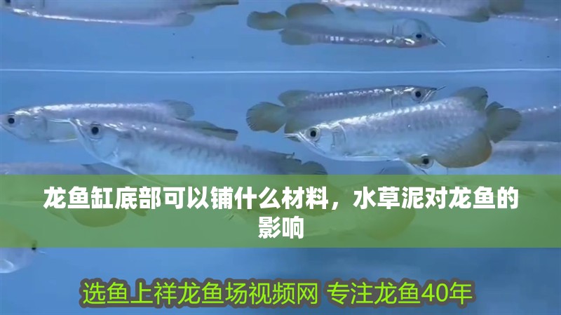 龍魚缸底部可以鋪什么材料，水草泥對龍魚的影響
