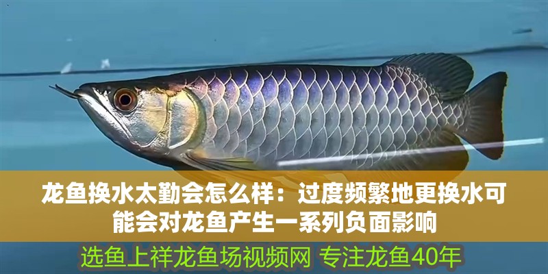 龍魚換水太勤會怎么樣：過度頻繁地更換水可能會對龍魚產生一系列負面影響