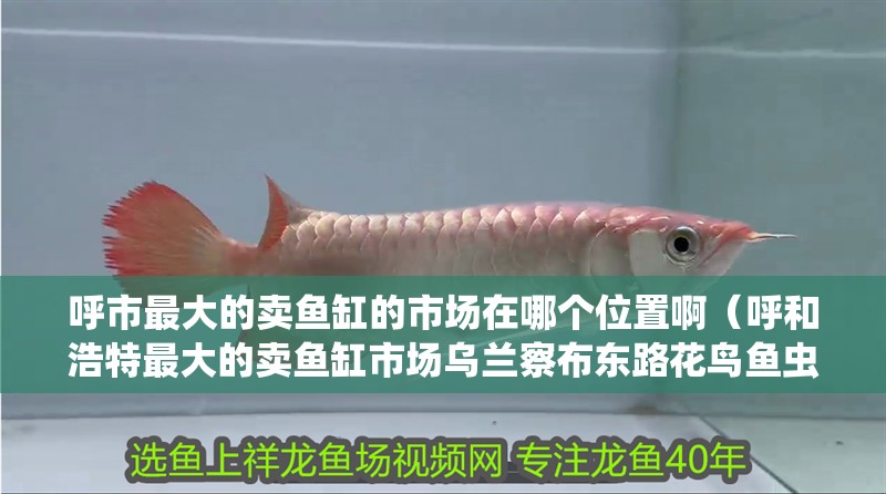 呼市最大的賣(mài)魚(yú)缸的市場(chǎng)在哪個(gè)位置啊（呼和浩特最大的賣(mài)魚(yú)缸市場(chǎng)烏蘭察布東路花鳥(niǎo)魚(yú)蟲(chóng)市場(chǎng)）