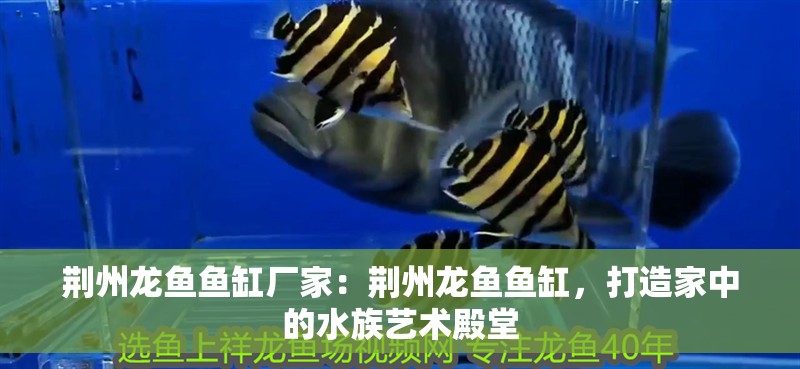 荊州龍魚魚缸廠家：荊州龍魚魚缸，打造家中的水族藝術殿堂
