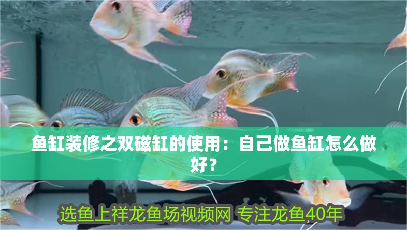 魚缸裝修之雙磁缸的使用：自己做魚缸怎么做好？