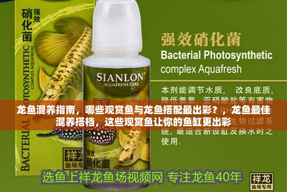 龍魚混養(yǎng)指南，哪些觀賞魚與龍魚搭配最出彩？，龍魚最佳混養(yǎng)搭檔，這些觀賞魚讓你的魚缸更出彩