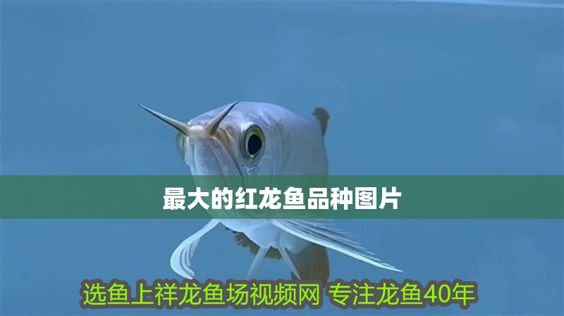 最大的紅龍魚品種圖片