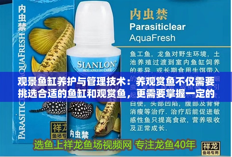 觀景魚缸養(yǎng)護(hù)與管理技術(shù)：養(yǎng)觀賞魚不僅需要挑選合適的魚缸和觀賞魚，更需要掌握一定的養(yǎng)護(hù)與管理技術(shù)