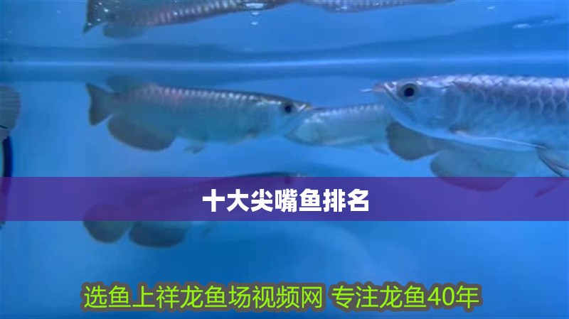 魚缸用增氧泵價格是多少:魚缸增氧機-xtrac增氧機-xtrac增氧機 十大尖嘴魚排名 龍魚論壇 十大尖嘴魚排名 十大尖嘴魚排名 龍魚論壇